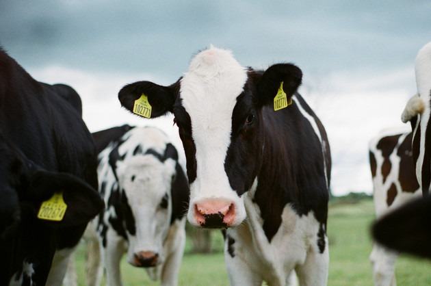 Schmitt: "Nachhaltige Landwirtschaft hat Zukunft" - Lindenhof Meyers und Arla Foods zeigen, wie Innovation und Verantwortung zusammengehen